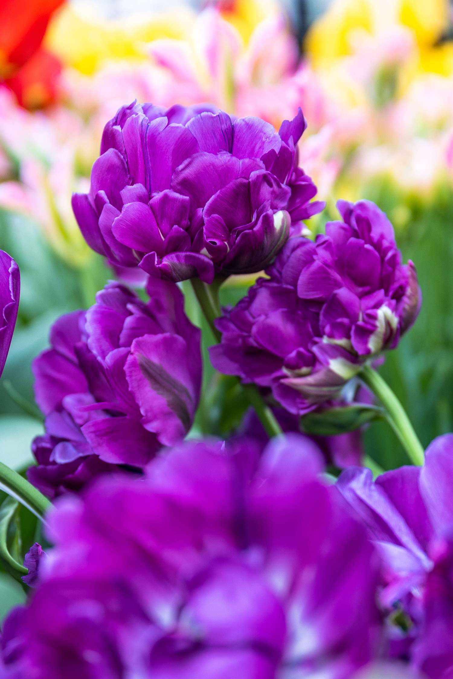 Tulipe 'Double Negrita'